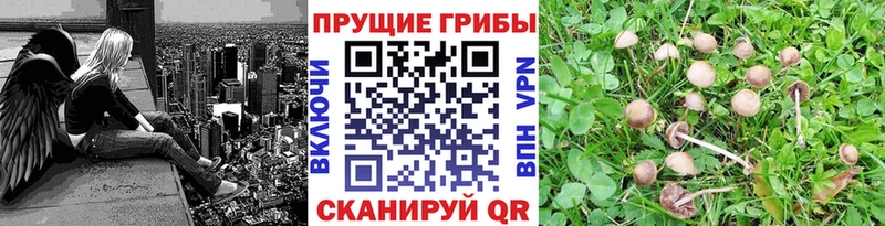 Галлюциногенные грибы Psilocybine cubensis Данков